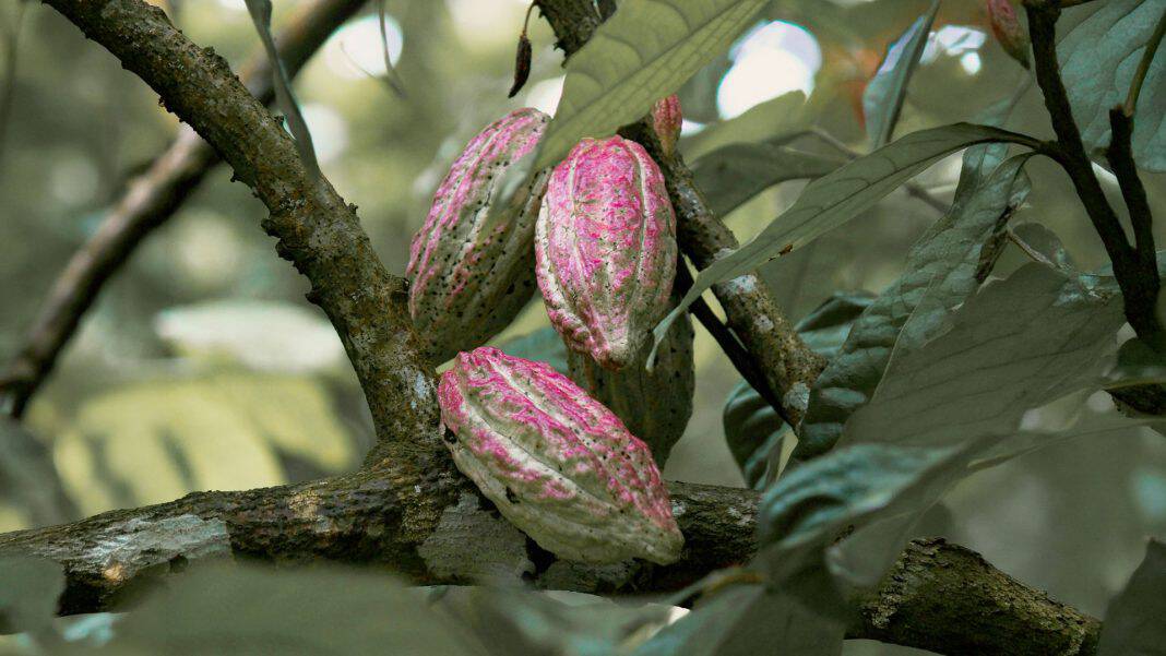 Cacao pod